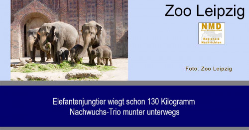 Zoo Leipzig - Elefantenjungtier wiegt schon 130 Kilogramm - Nachwuchs-Trio munter unterwegs