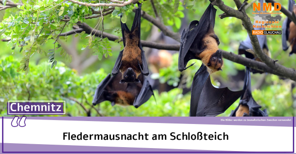 Chemnitz - Fledermausnacht am Schloßteich