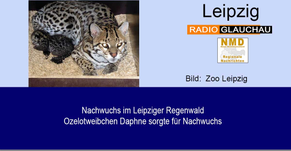 Zoo Leipzig - Nachwuchs im Leipziger Regenwald - Ozelotweibchen Daphne sorgte für Nachwuchs