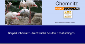 Tierpark Chemnitz - Nachwuchs bei den Rosaflamingos