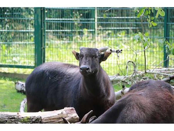 Tierpark Chemnitz - Verstärkung beim kleinsten Wildrind im Tierpark