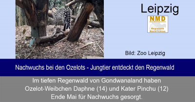 Zoo Leipzig - Nachwuchs bei den Ozelots - Jungtier entdeckt den Regenwald