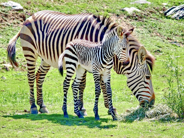 Zoo Dresden - Zebranachwuchs im Zoo Dresden