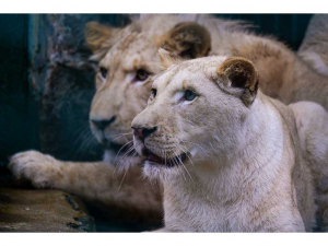 Tierpark Gera - Neue Stars für Gera: Die Löwen sind da!