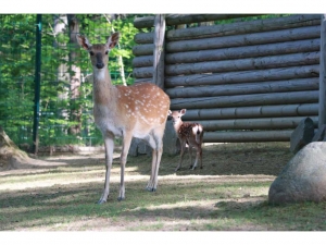 Sikahirschkuh mit Kitz im Tierpark Chemnitz