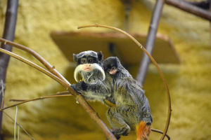 Zoo Dresden - Doppelter Nachwuchs im Prof. Brandes-Haus