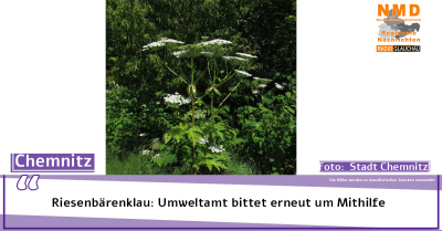 Chemnitz - Riesenbärenklau: Umweltamt bittet erneut um Mithilfe