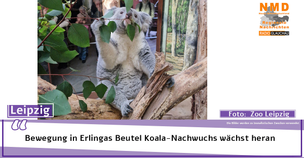 Zoo Leipzig - Bewegung in Erlingas Beutel Koala-Nachwuchs wächst heran