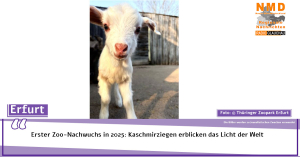 Erster Zoo-Nachwuchs in 2025: Kaschmirziegen erblicken das Licht der Welt