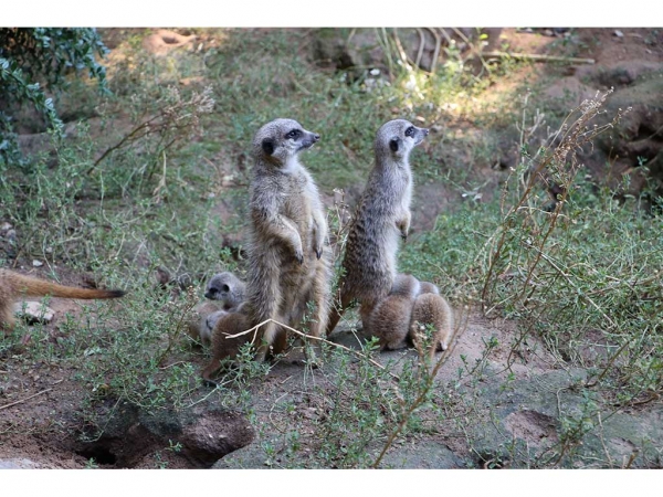 Tierpark Chemnitz - Erneuter Nachwuchs bei den Erdmännchen