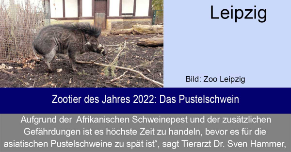 Zoo Leipzig - Zootier des Jahres 2022: Das Pustelschwein