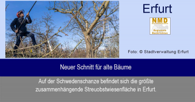 Erfurt -  Neuer Schnitt für alte Bäume