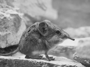 Zoo der Minis in Aue - Kurzohrrüsselspringern - Limpopo und Rosine haben Nachwuchs