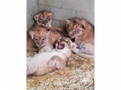 ZOO Leipzig - Quirliger Löwennachwuchs -Kigali und Majo kümmern sich um vier kleine Racker