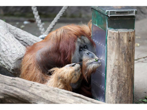 ZOO Leipzig - Großes Jubiläum - 20 Jahre Pongoland - Menschenaffen, Wissenschaft und Forschung unter einem Dach