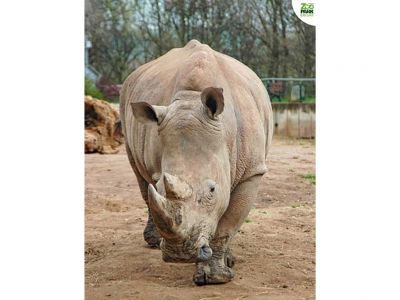 ZOO Park Erfurt - Nashorn-Mama Marcita feiert 15. Geburtstag