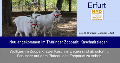 Zoo Park Erfurt - Neu angekommen im Thüringer Zoopark: Kaschmirziegen