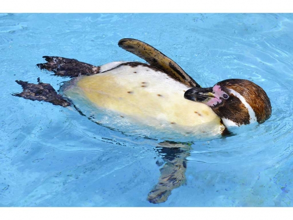 Zoo Dresden - Vier Humboldtpinguine im Zoo Dresden verstorben