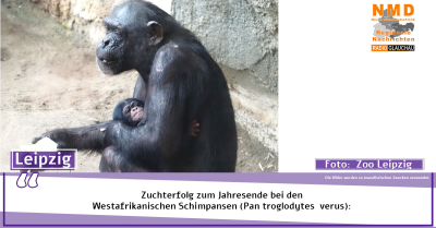 Zoo Leipzig - Zuchterfolg bei den Westafrikanischen Schimpansen