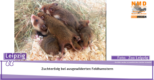 Zoo Leipzig - Zuchterfolg bei ausgewilderten Feldhamstern