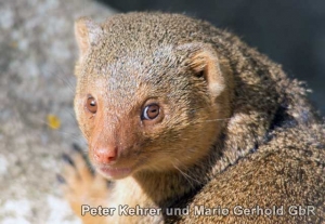 Zoo der Minis in Aue - Viele Besucher, ein Miniziegenbaby und ein prominenter Pate