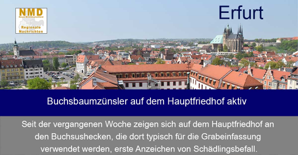 Erfurt -  Buchsbaumzünsler auf dem Hauptfriedhof aktiv