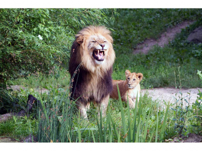 ZOO Leipzig - Tierisch aufregender Sommer im Zoo