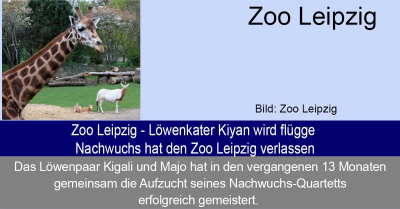 Zoo Leipzig - Löwenkater Kiyan wird flügge - Nachwuchs hat den Zoo Leipzig verlassen