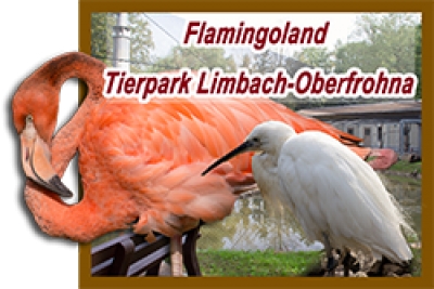 Tierpark Limbach-Oberfrohna eröffnet Flamingoland