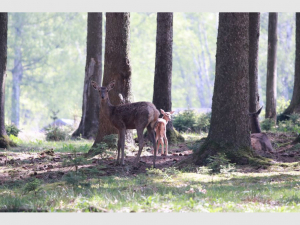 Rothirschkuh mit Kalb im Wildgatter Oberrabenstein