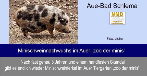„zoo der minis“ - Minischweinnachwuchs im Auer Zoo