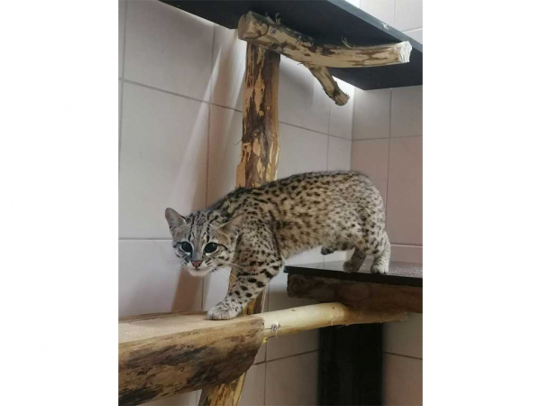 Neues aus dem „zoo der minis“ - Neue Bewohnerin: Maya die Salzkatze