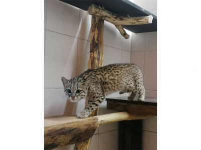 Neues aus dem „zoo der minis“ - Neue Bewohnerin: Maya die Salzkatze