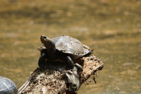 Die Schildkröten im Rümpfwald