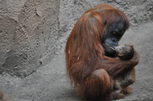 ZOO Leipzig - Nachwuchs bei den tierischen Tüftlern