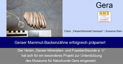 Gera - Geraer Mammut-Backenzähne erfolgreich präpariert