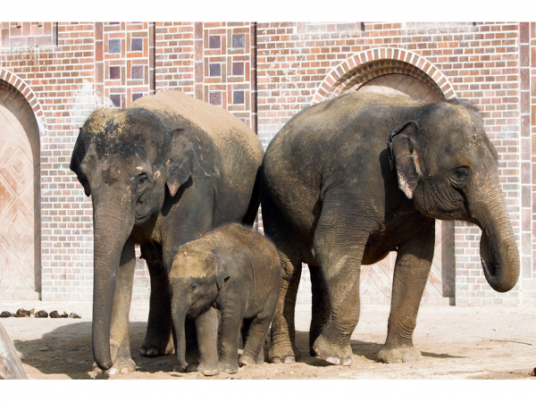 ZOO Leipzig - Herber Rückschlag im Elefantenhaus - Elefantenbulle Kiran ist tot