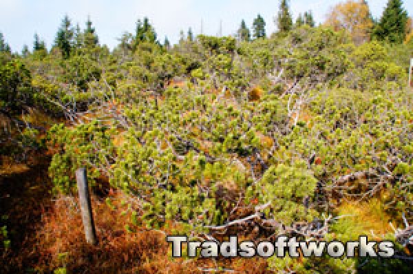 Georgenfelder Hochmoor bei Altenberg